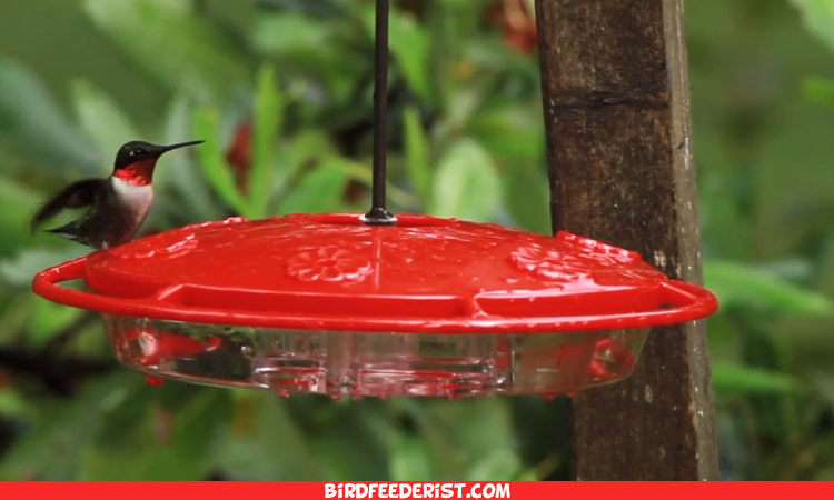 How to Attract Hummingbirds to Your Garden in 2020 – Tested Tips by Experts