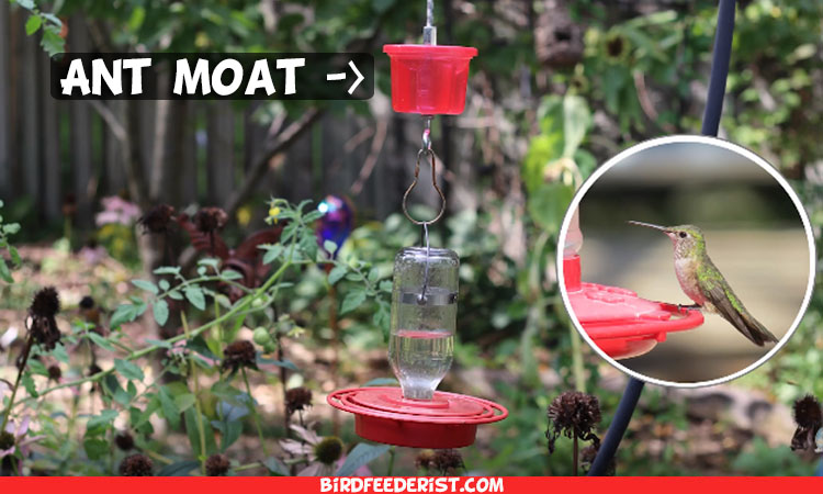 The 5 Best Hummingbird Feeders with Ant Moat 2021 -Reviewed by BirdFeederist