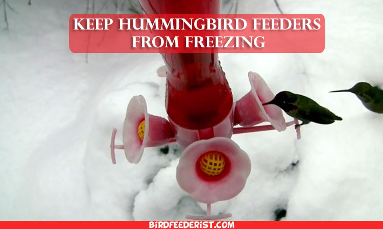 How to keep hummingbird feeders from freezing
