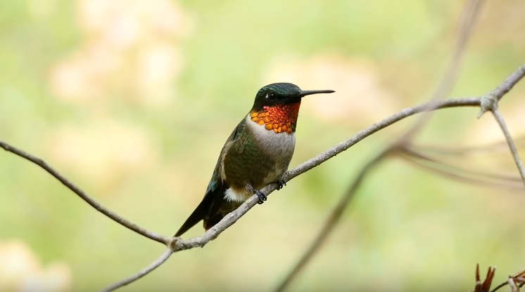 25 Interesting Hummingbird Facts that you Must Know!