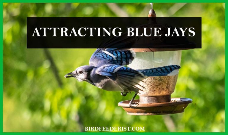 How to attract the Blue Jays in the garden? By BirdFeederist