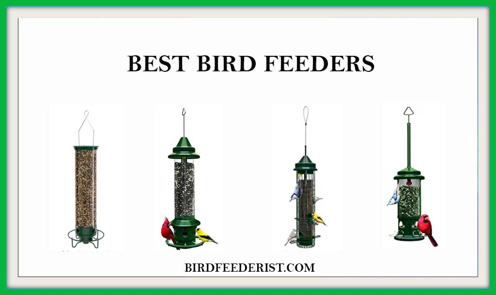 Best Bird Feeders