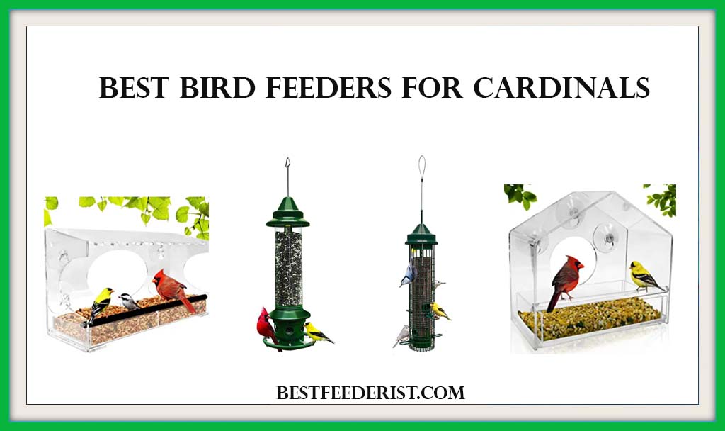 Best Bird Feeders for Cardinals
