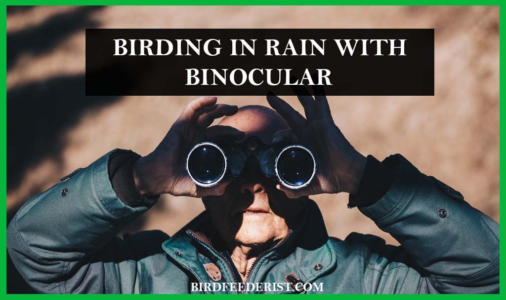 Birding in Rain with Binocular