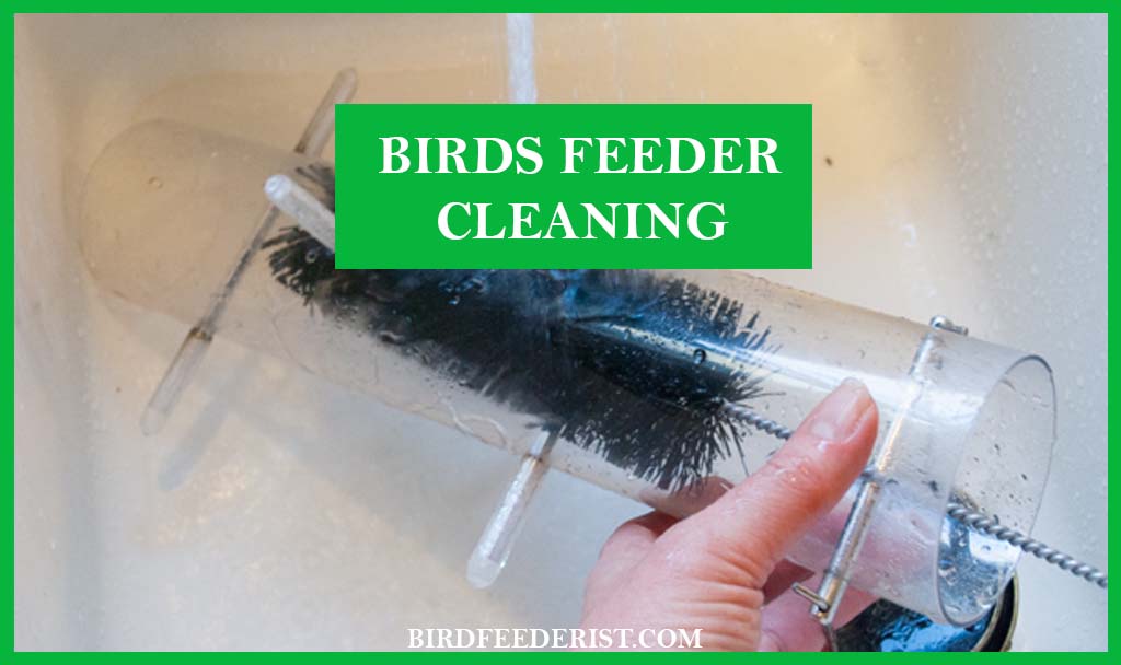 How we can clean the bird feeder safely