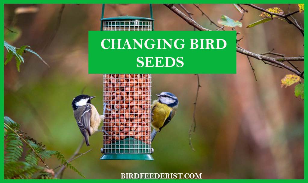 How often should we change the bird seeds