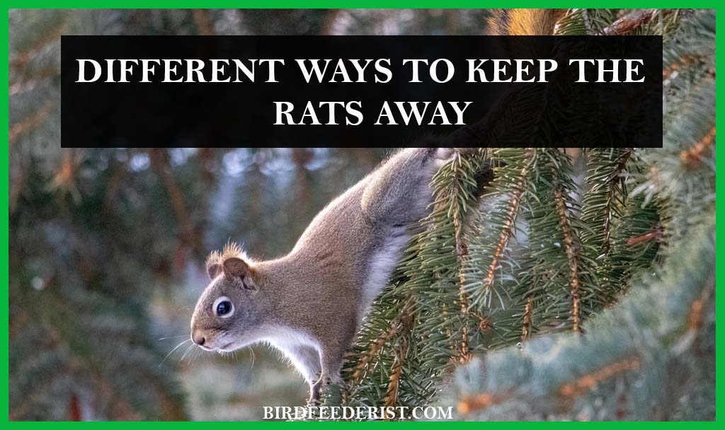 Different Ways to Keep the Rats Away