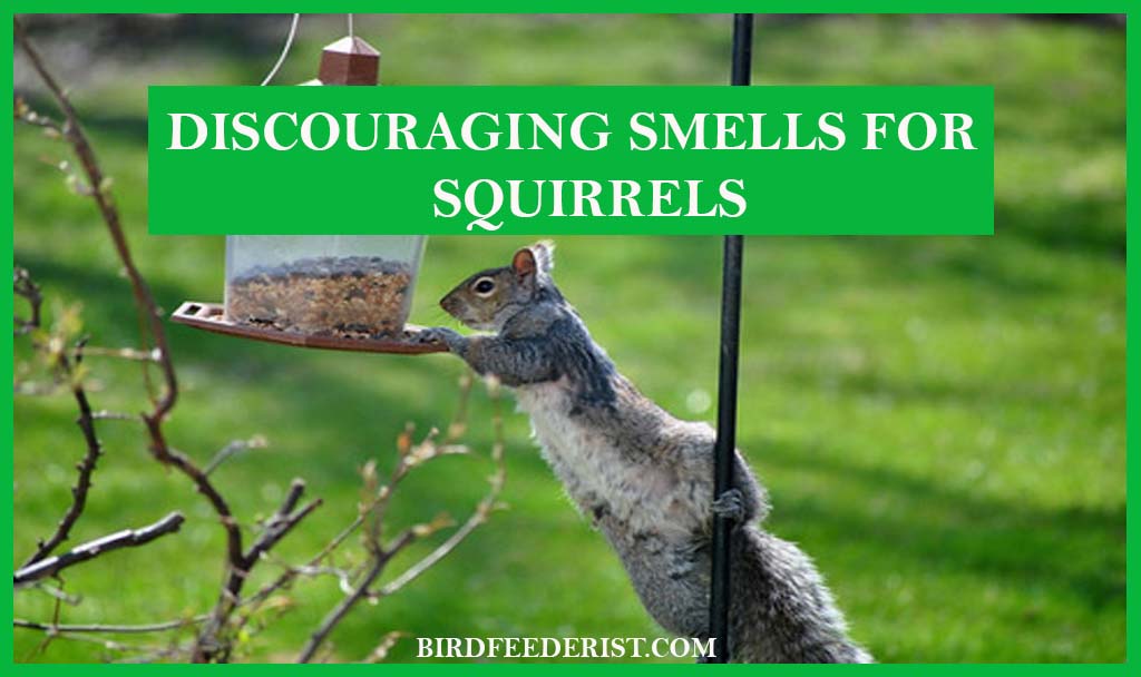 What kind of smell can be used to keep the squirrel away from the bird feeder