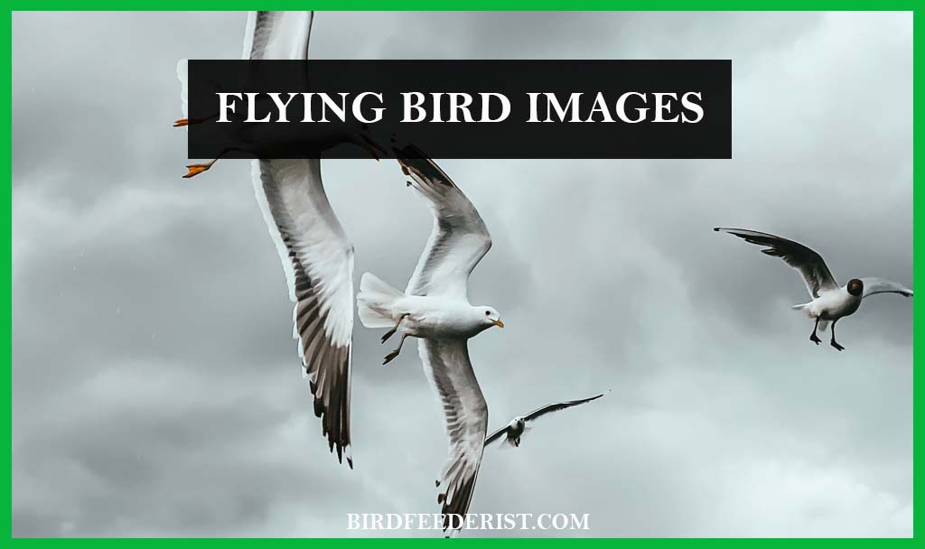 get the flying bird images