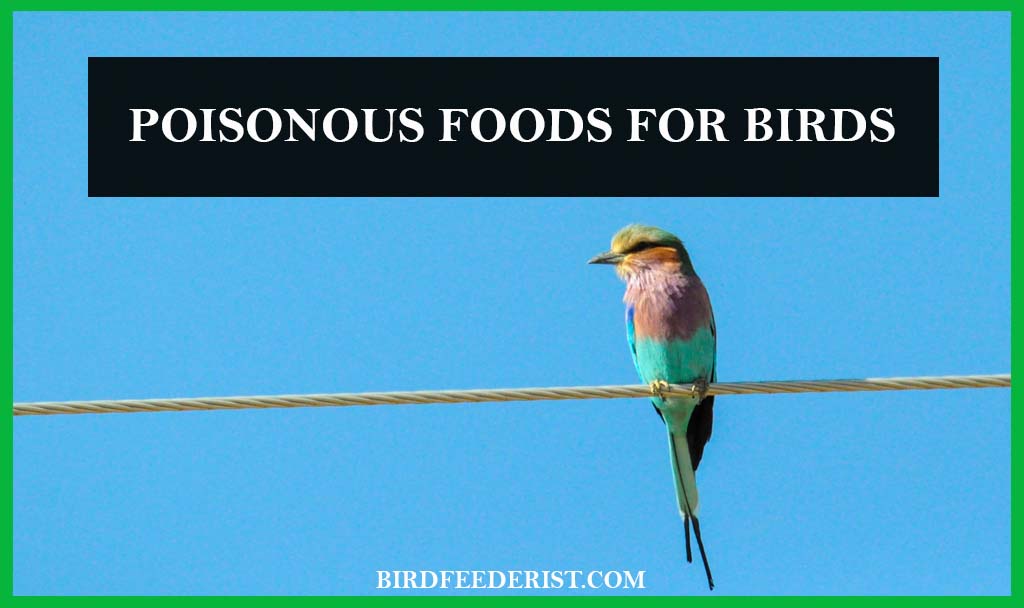Poisonous Foods for Birds