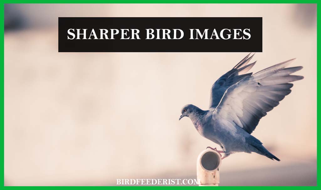 how to get Sharper Bird Images