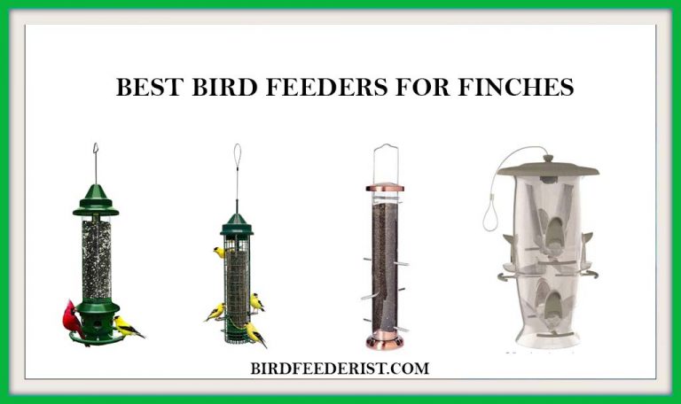 The 5 Best Bird Feeders for Finches 2020 Expertly Reviewed by BirdFeederist
