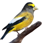 Grosbeaks songbird