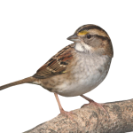 Sparrows song bird