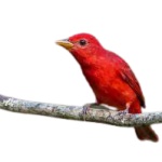 Tanagers songbird