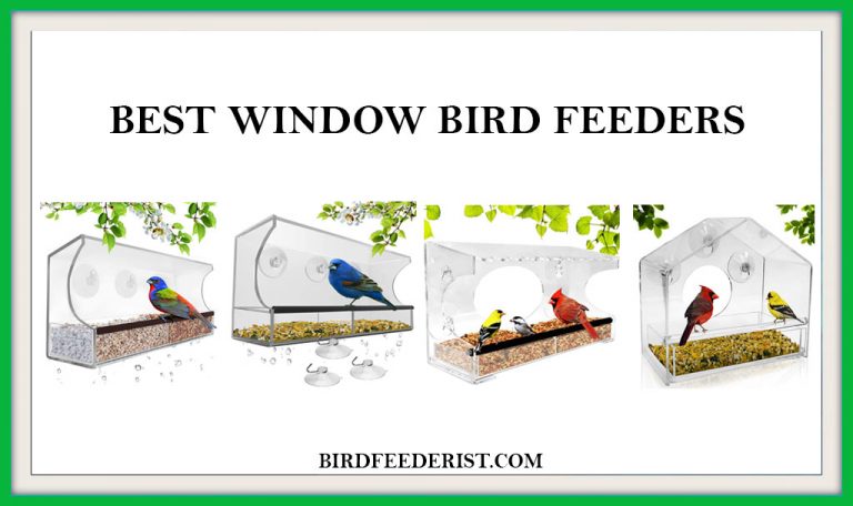 The 5 Best Window Bird feeders 2022 (that Actually Works) Review by BirdFeederist