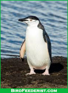 European penguin