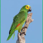 Amazone parrots