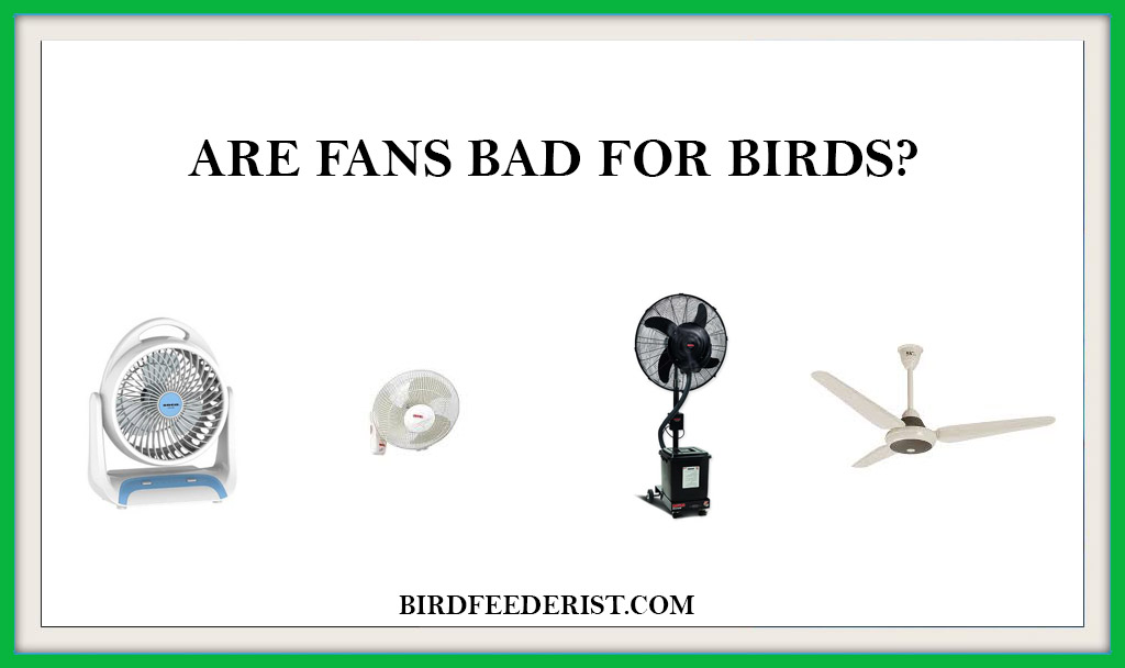 ARE FANS BAD FOR BIRDS