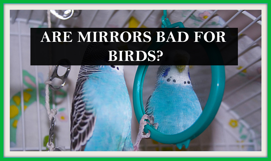 ARE MIRRORS BAD FOR BIRDS