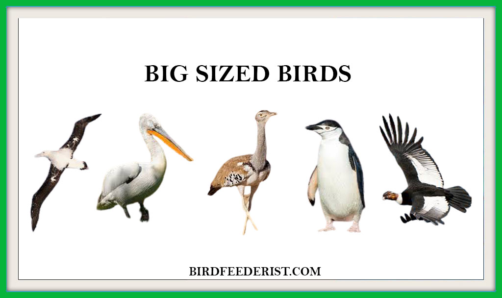 BIG SIZED BIRDS