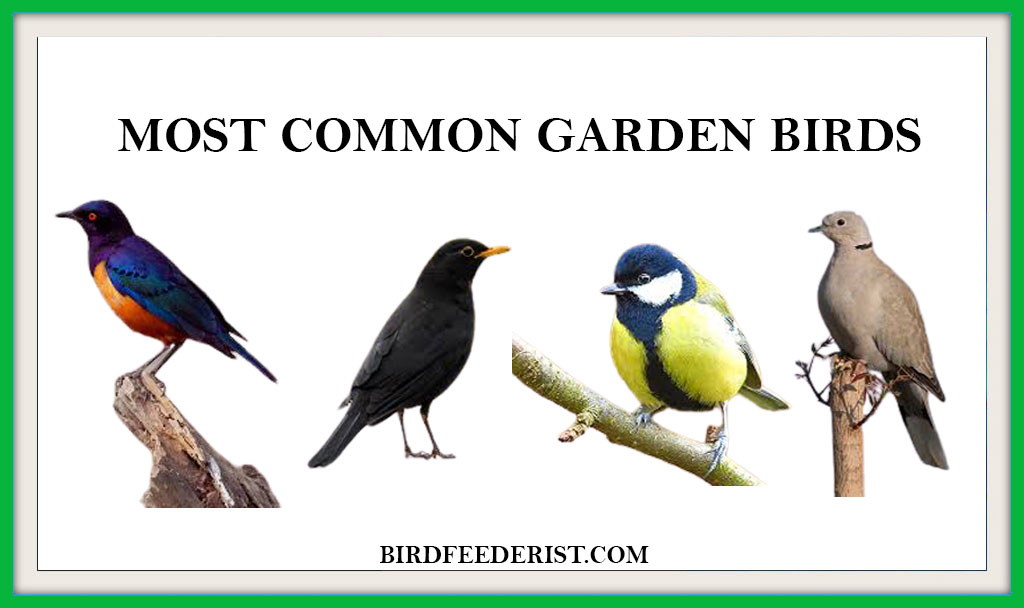 MOST COMMON GARDNE BIRDS