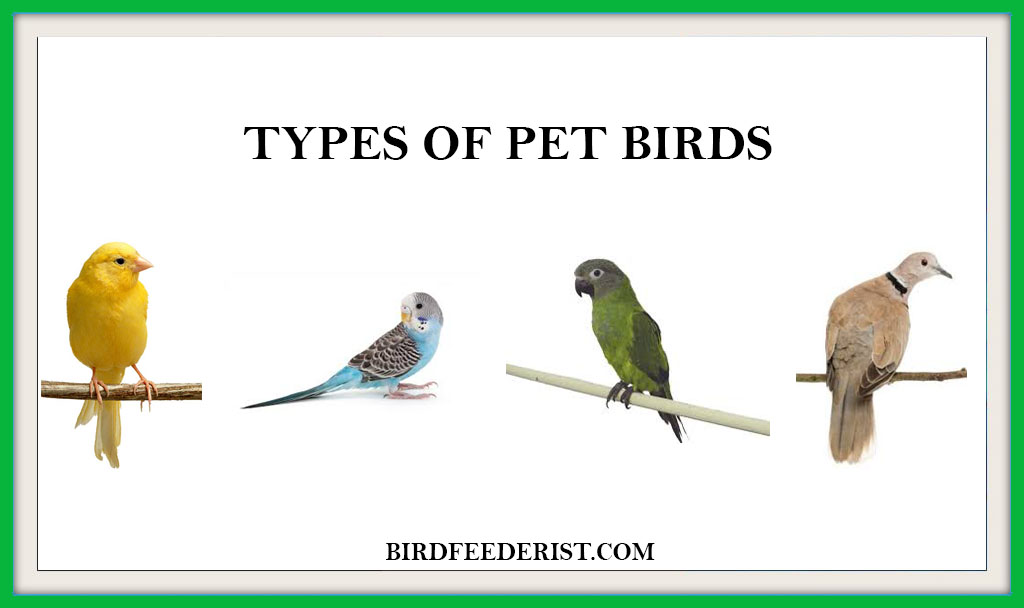 TYPES OF PET BIRDS