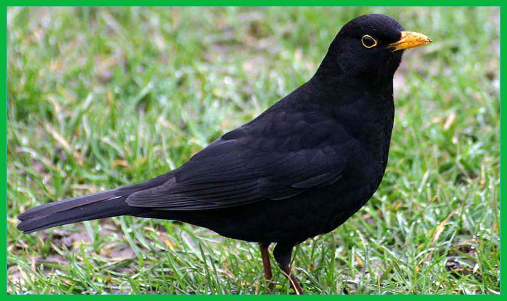 black birds 7