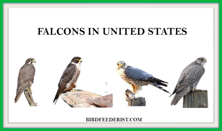 The 8 Types of Falcons in United States by Birdfeederist