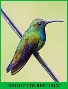 Green-breasted Mango Hummingbird