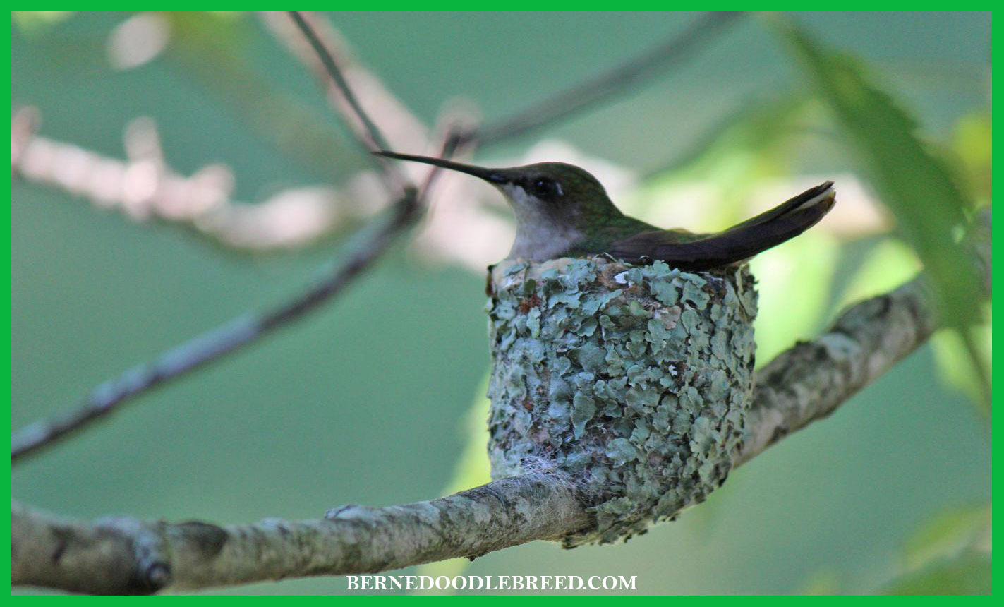 Hummingbird nestS