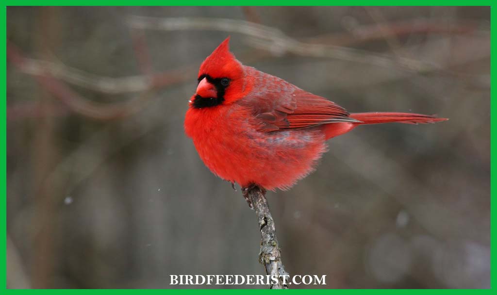 What does it mean when you see a cardinal