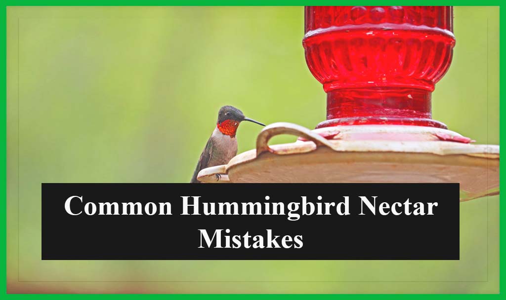 Common Hummingbird Nectar Mistakes