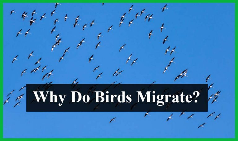 Why Do Birds Migrate? By Birdfeederist