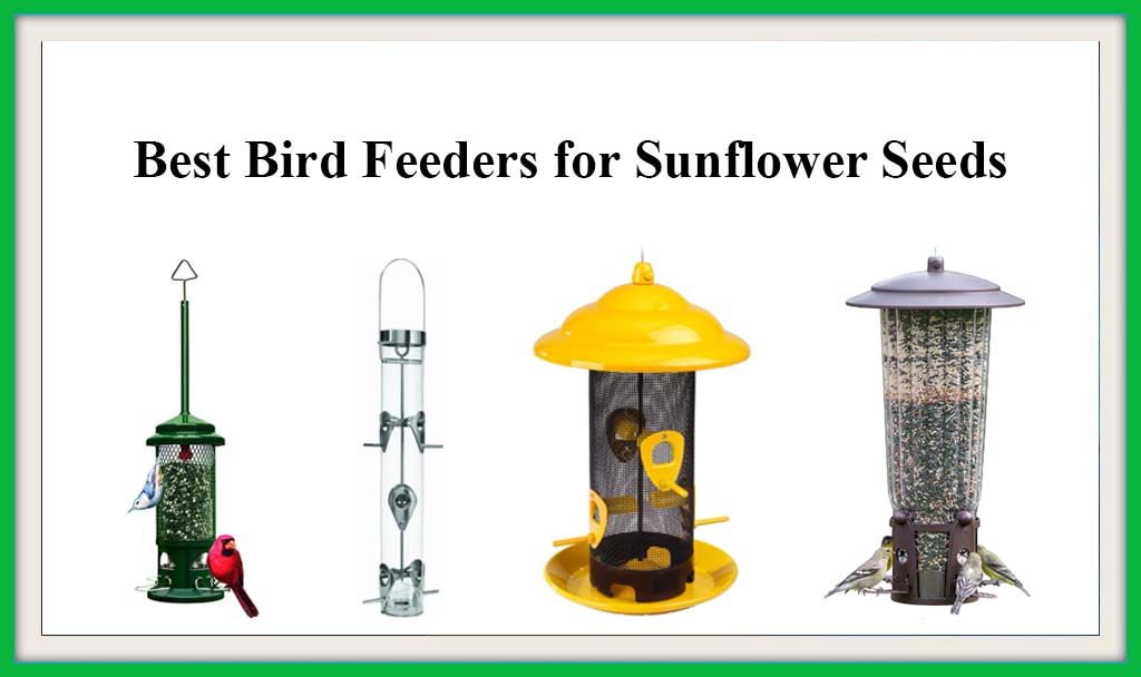Best bird feeders for sunflower seeds