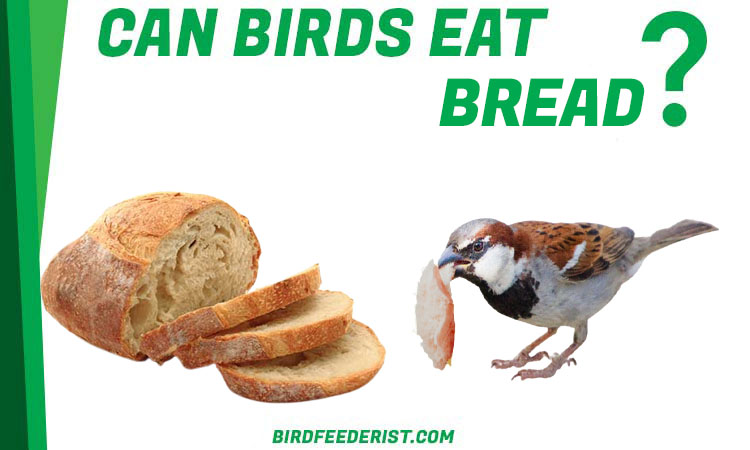 Can Birds Eat bread
