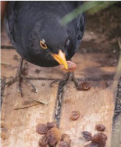 a bird eating raisins