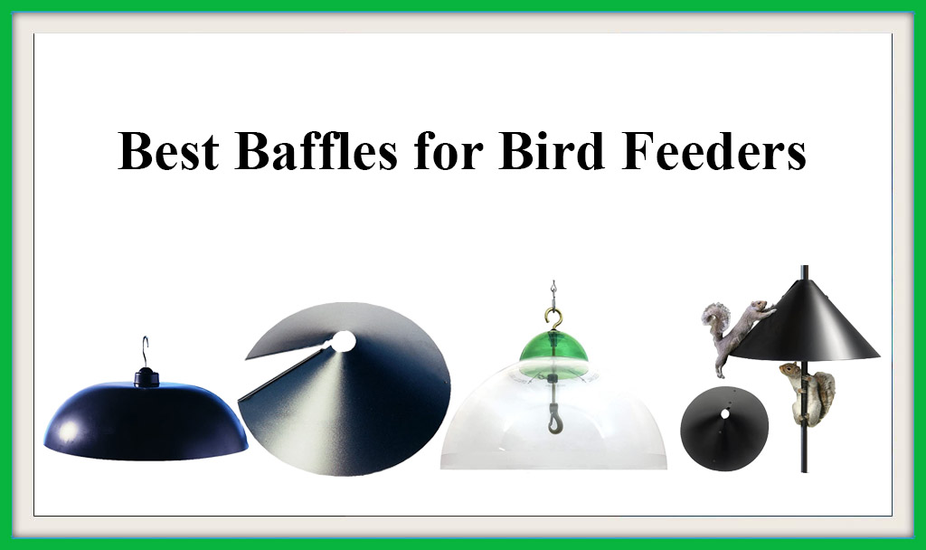 best baffles for bird feeders