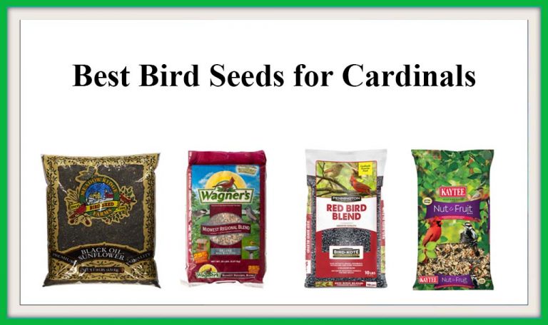The 5 Best Bird Seeds for Cardinals 2022 by BirdFeederist