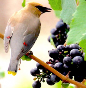 birds eating grapes