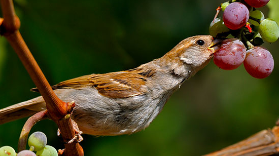 Can Birds Eat Grapes? by Birdfeederist