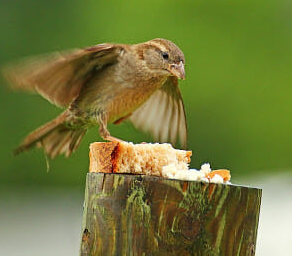 bread nutrients for birds