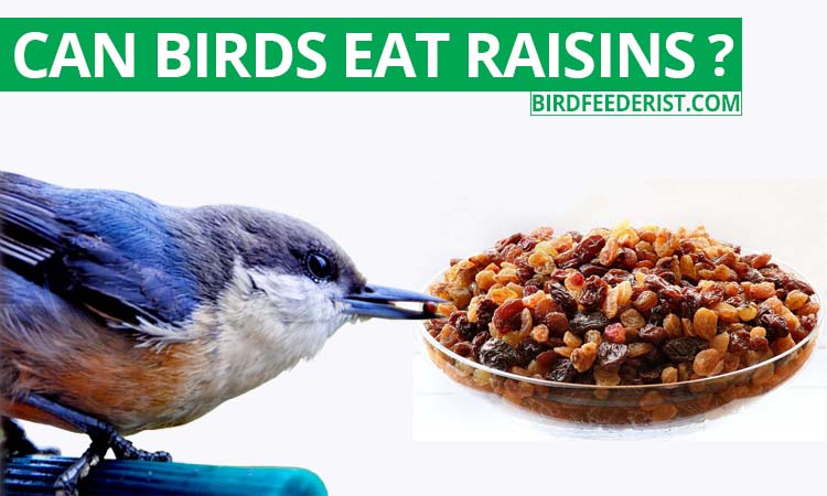 Can birds eat raisins? by BirdFeederist