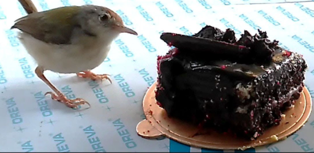 can birds eat chocolate cake