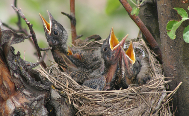 nestlings waiting to eat raisins