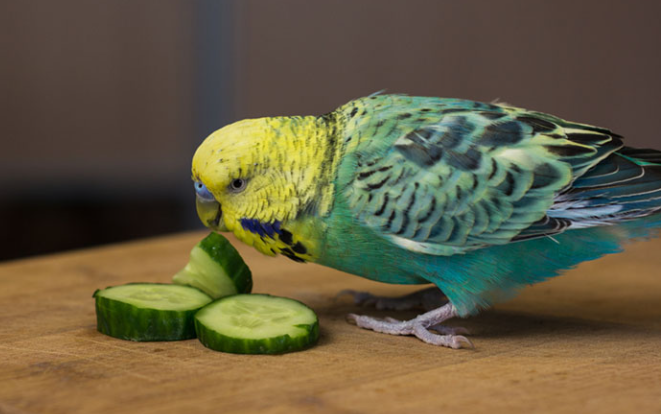 Can Parakeets eat Cucumber? by Birdfeederist