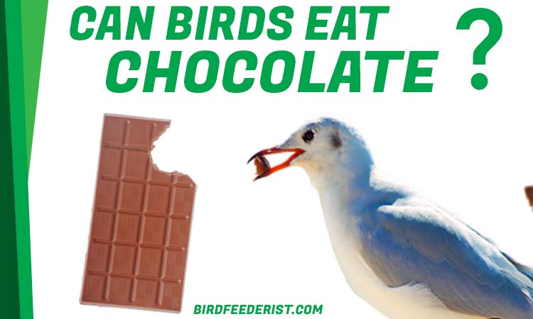 Can Birds Eat Chocolate? by BirdFeederist