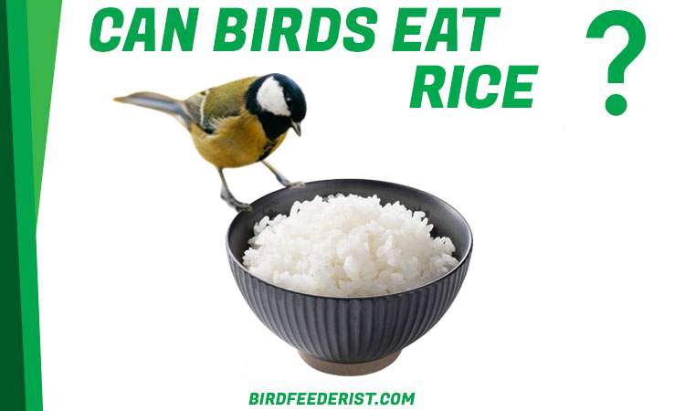 Can birds eat rice? By BirdFeederist