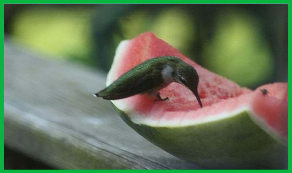 watermelon benefits 1