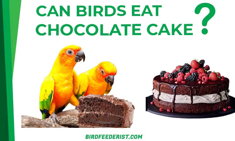 Can Birds Eat Chocolate CAKE